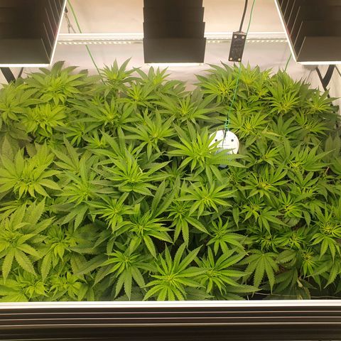 Mandarine Jam growlog timeline photo