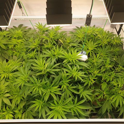 Mandarine Jam growlog timeline photo