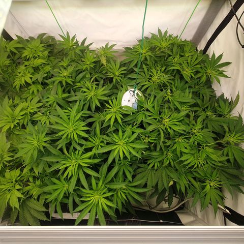 Mandarine Jam growlog timeline photo