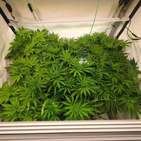 Mandarine Jam growlog timeline photo
