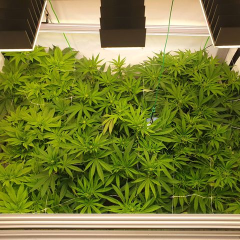 Mandarine Jam growlog timeline photo
