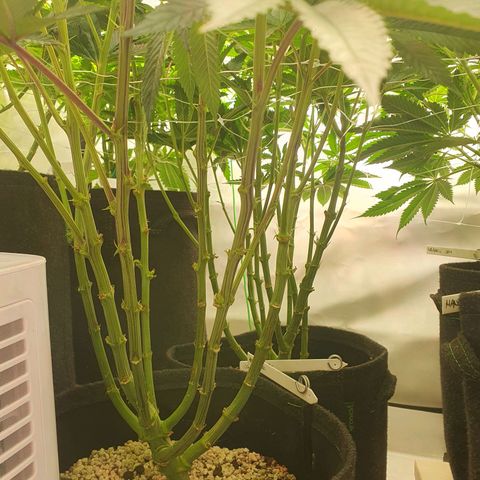 Hindu Kush growlog timeline photo