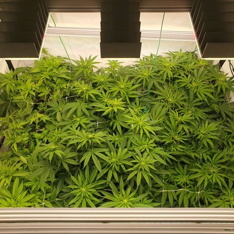 Mandarine Jam growlog timeline photo