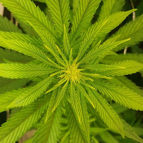 Hindu Kush growlog timeline photo
