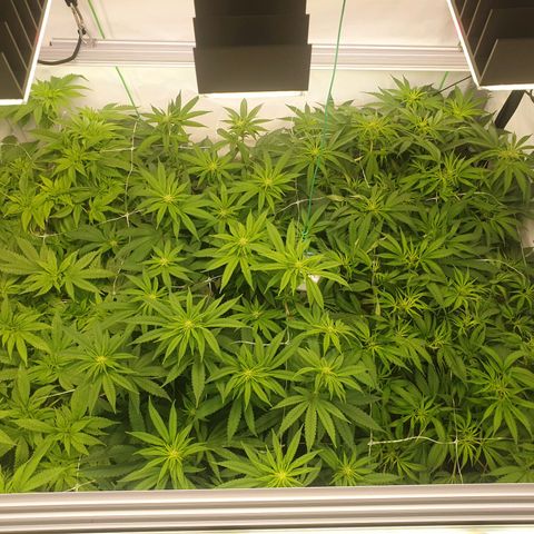 Mandarine Jam growlog timeline photo