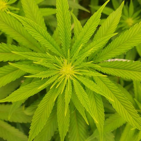 Hindu Kush growlog timeline photo
