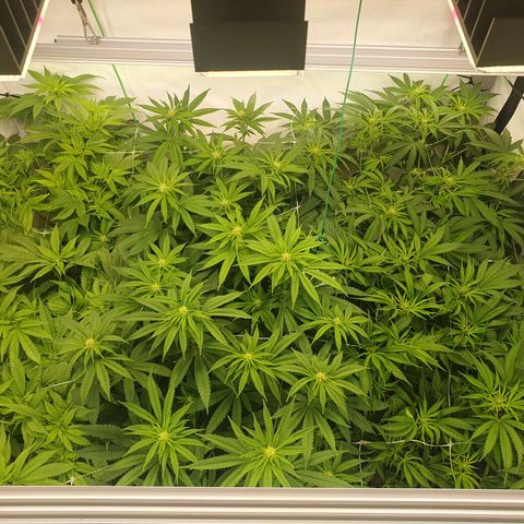 Mandarine Jam growlog timeline photo