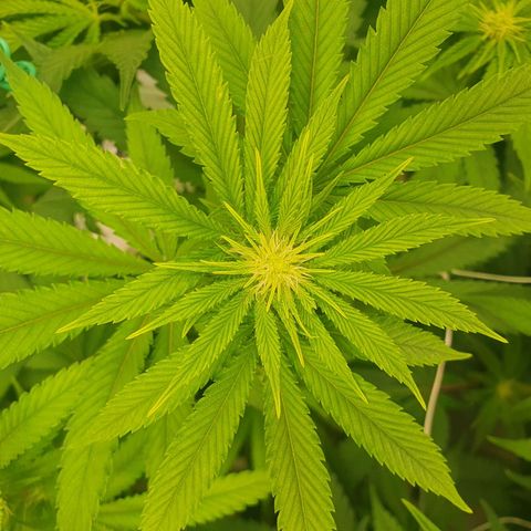 Hindu Kush growlog timeline photo