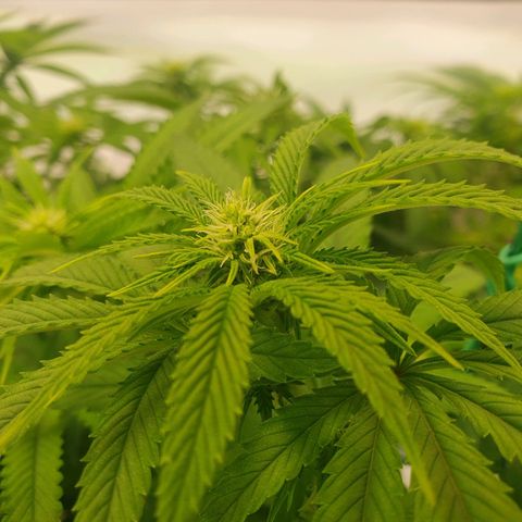 Hindu Kush growlog timeline photo