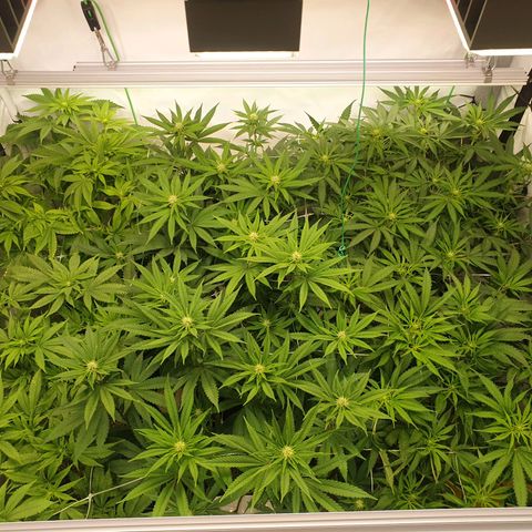 Mandarine Jam growlog timeline photo