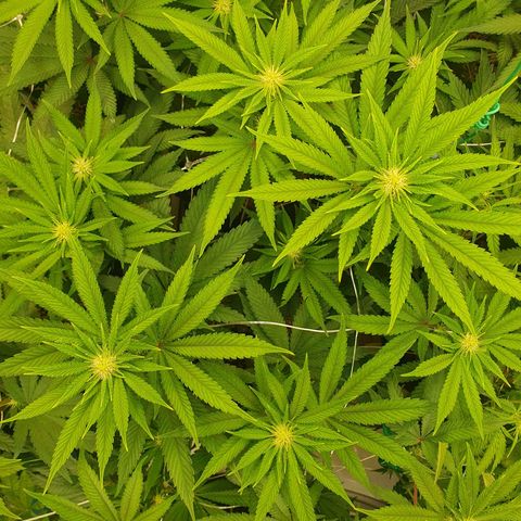 Hindu Kush growlog timeline photo