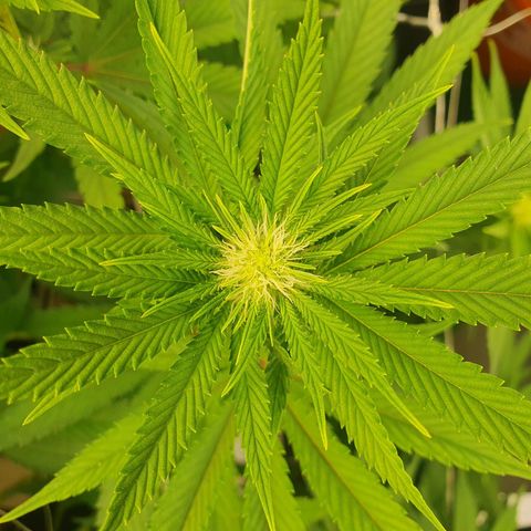 Hindu Kush growlog timeline photo