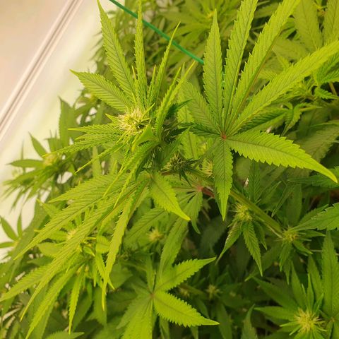 Hindu Kush growlog timeline photo