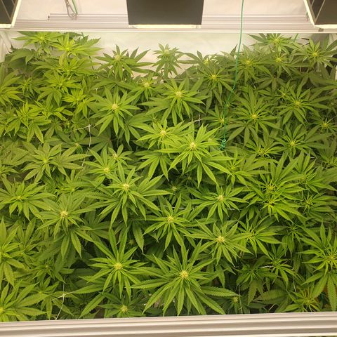 Mandarine Jam growlog timeline photo
