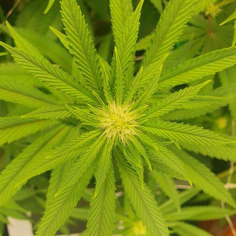 Hindu Kush growlog timeline photo