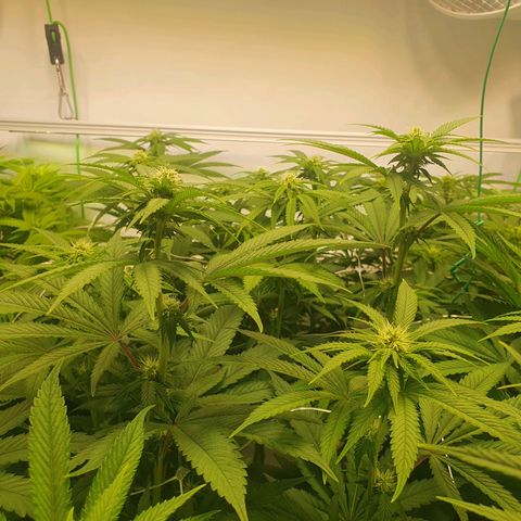 Hindu Kush growlog timeline photo
