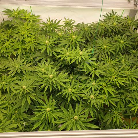 Mandarine Jam growlog timeline photo