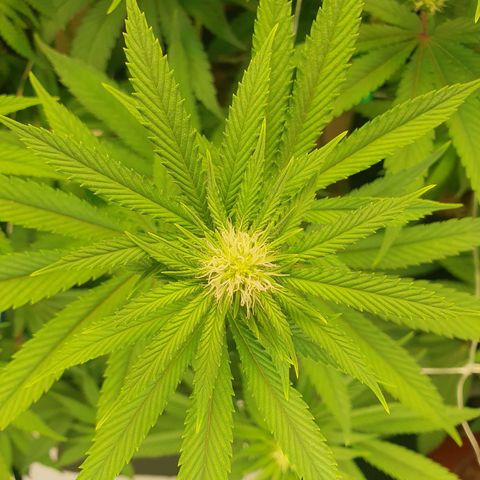 Hindu Kush growlog timeline photo