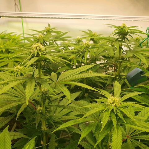 Hindu Kush growlog timeline photo