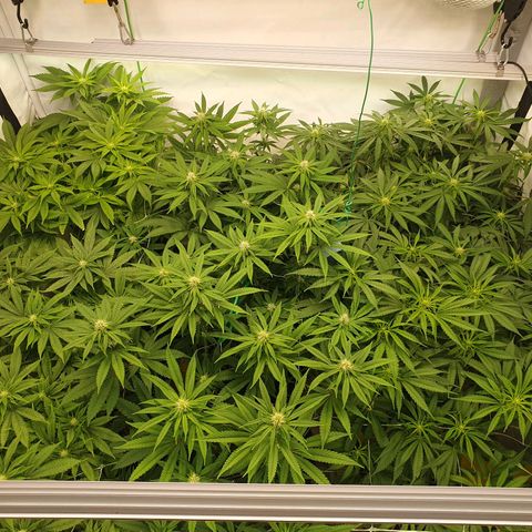 Mandarine Jam growlog timeline photo