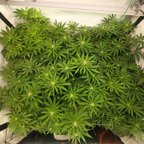 Mandarine Jam growlog timeline photo