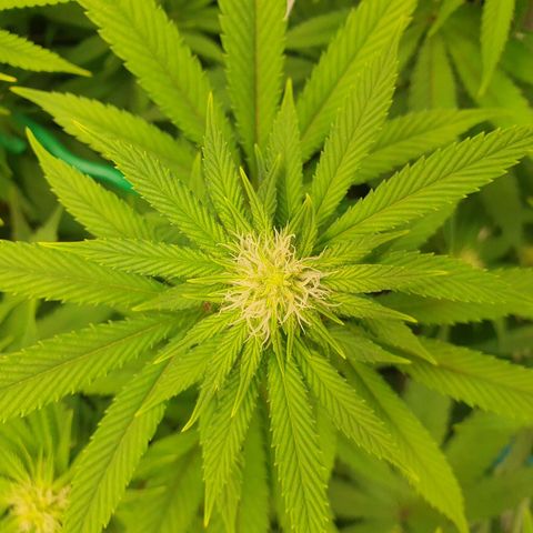 Hindu Kush growlog timeline photo