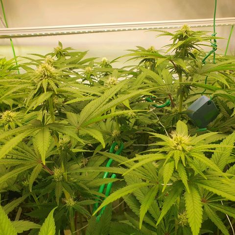 Hindu Kush growlog timeline photo