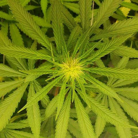 Mandarine Jam growlog timeline photo