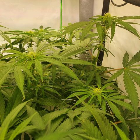 Mandarine Jam growlog timeline photo