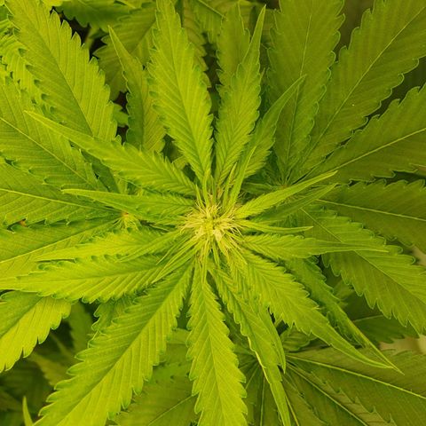 White Strawberry Skunk growlog timeline photo