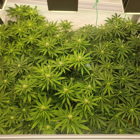 Mandarine Jam growlog timeline photo