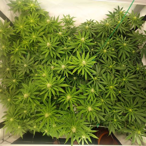 Mandarine Jam growlog timeline photo