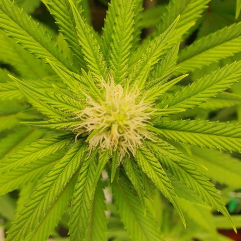 Hindu Kush growlog timeline photo