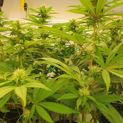 Hindu Kush growlog timeline photo