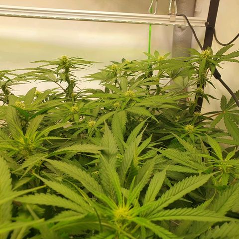Mandarine Jam growlog timeline photo