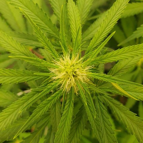 Mandarine Jam growlog timeline photo