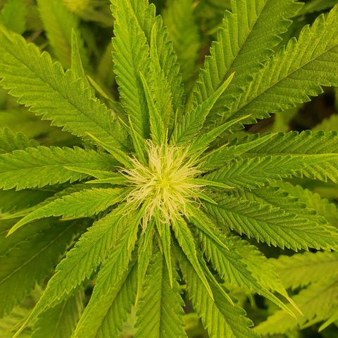 White Strawberry Skunk growlog timeline photo