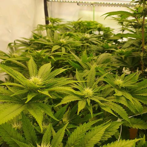 White Strawberry Skunk growlog timeline photo