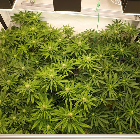 Mandarine Jam growlog timeline photo