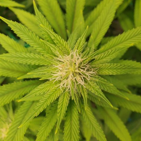 Hindu Kush growlog timeline photo