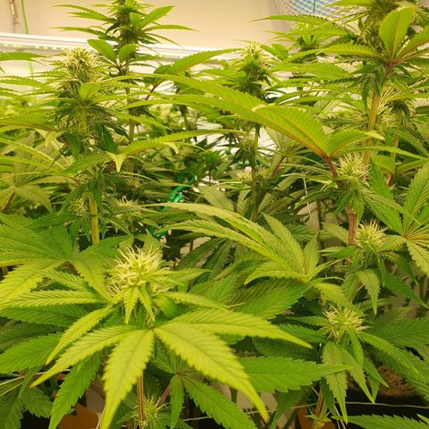 Hindu Kush growlog timeline photo