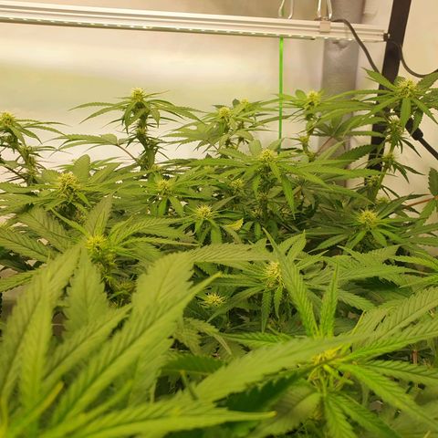 Mandarine Jam growlog timeline photo