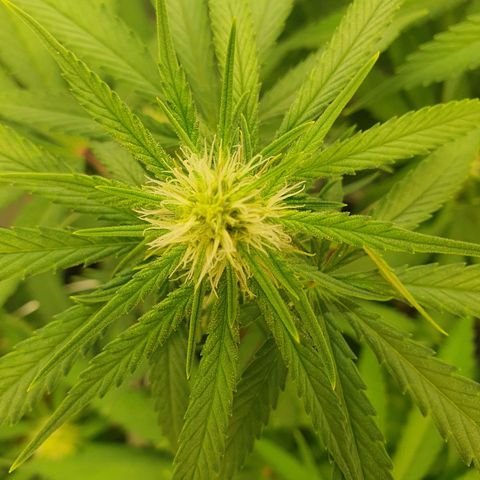 Mandarine Jam growlog timeline photo