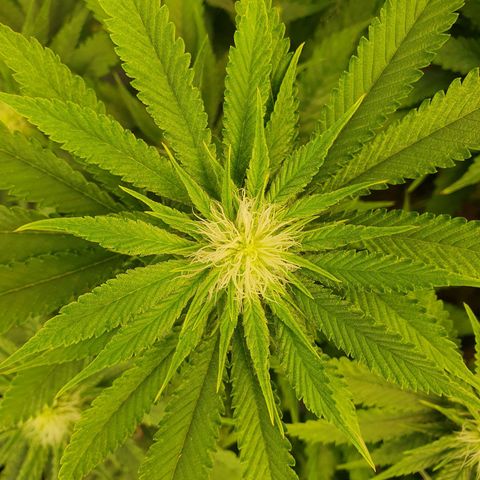 White Strawberry Skunk growlog timeline photo