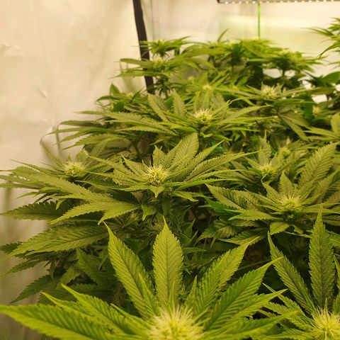 White Strawberry Skunk growlog timeline photo