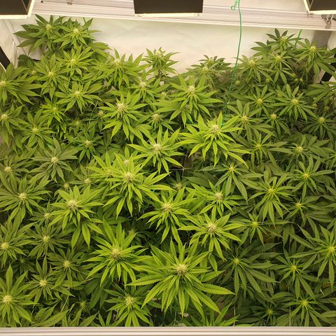 Mandarine Jam growlog timeline photo
