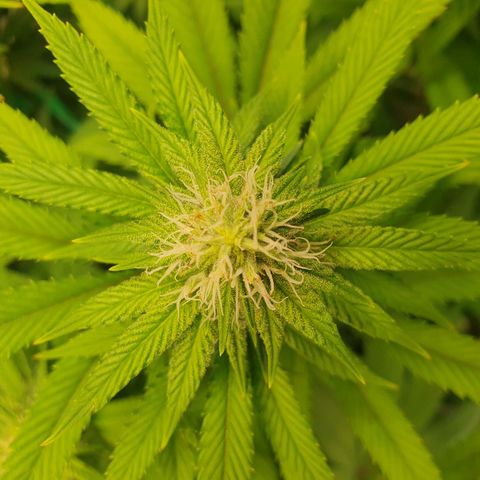Hindu Kush growlog timeline photo