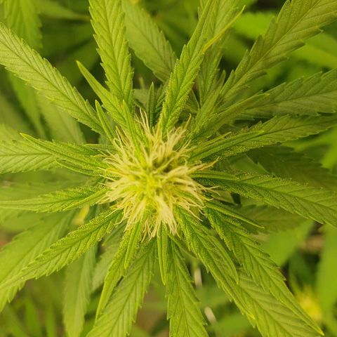 Mandarine Jam growlog timeline photo