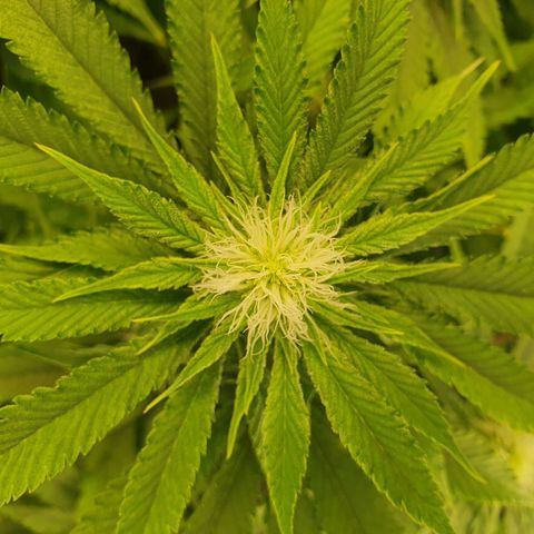 White Strawberry Skunk growlog timeline photo