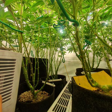 Mandarine Jam growlog timeline photo